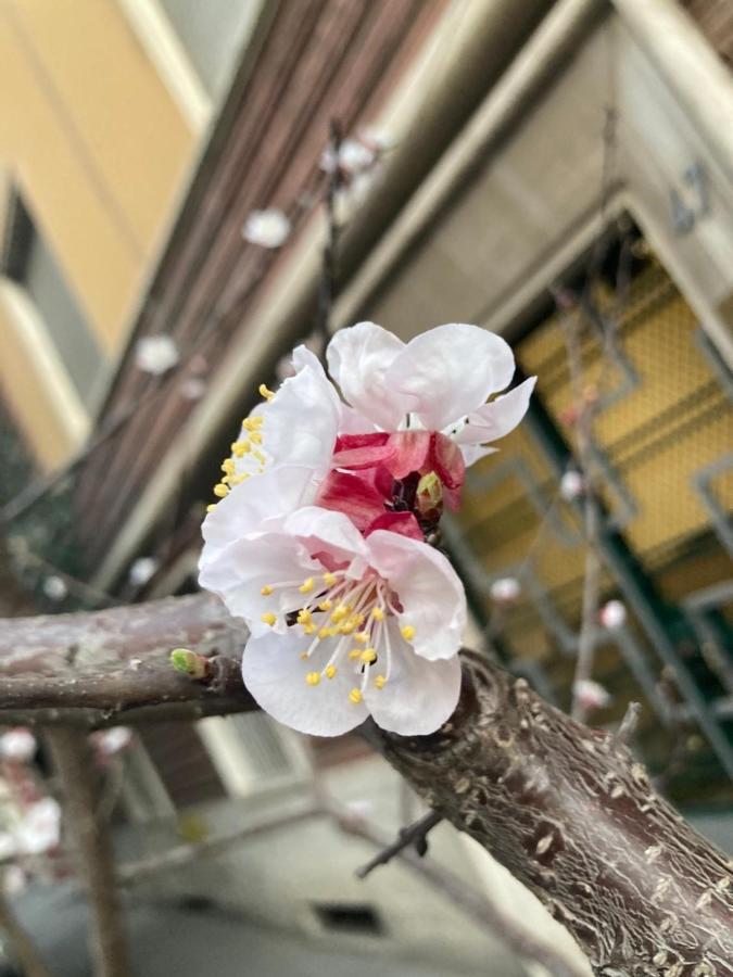 Our Home In Rome - Via Machiavelli Екстер'єр фото